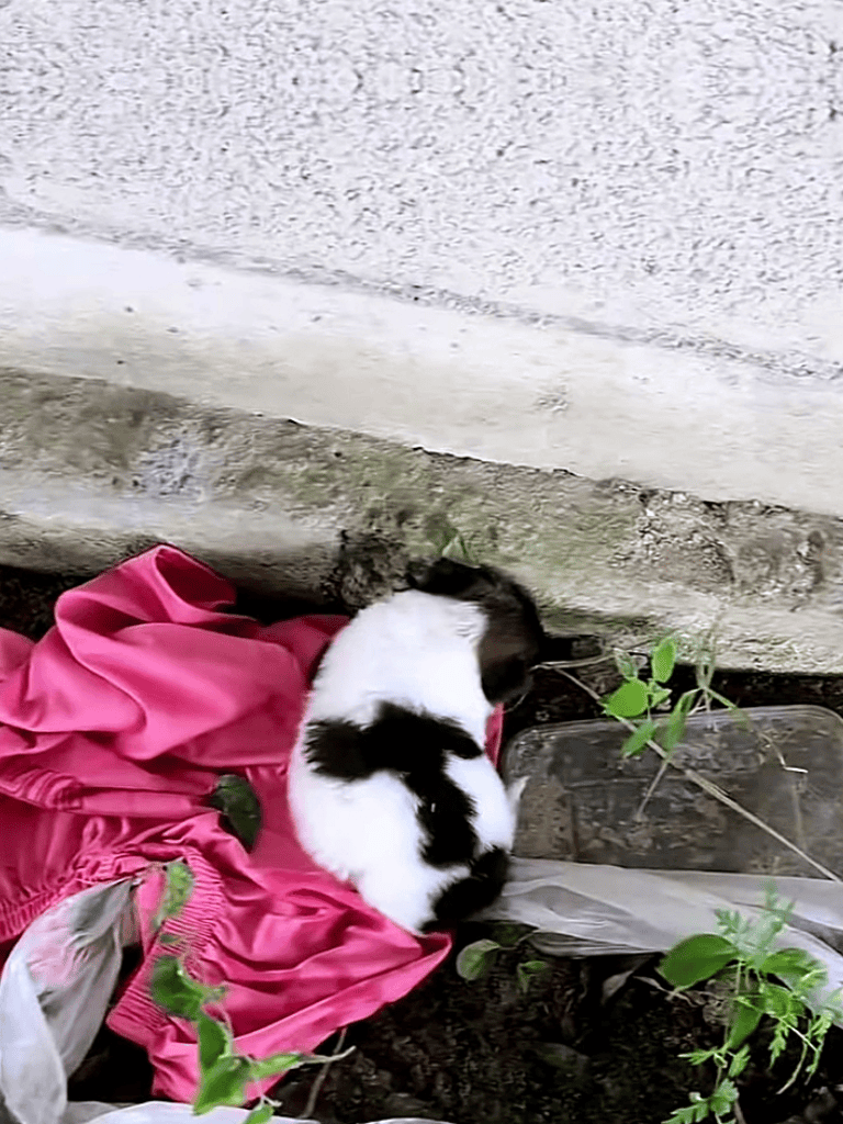 Adorable black and white puppy resting on pink cloth outside.