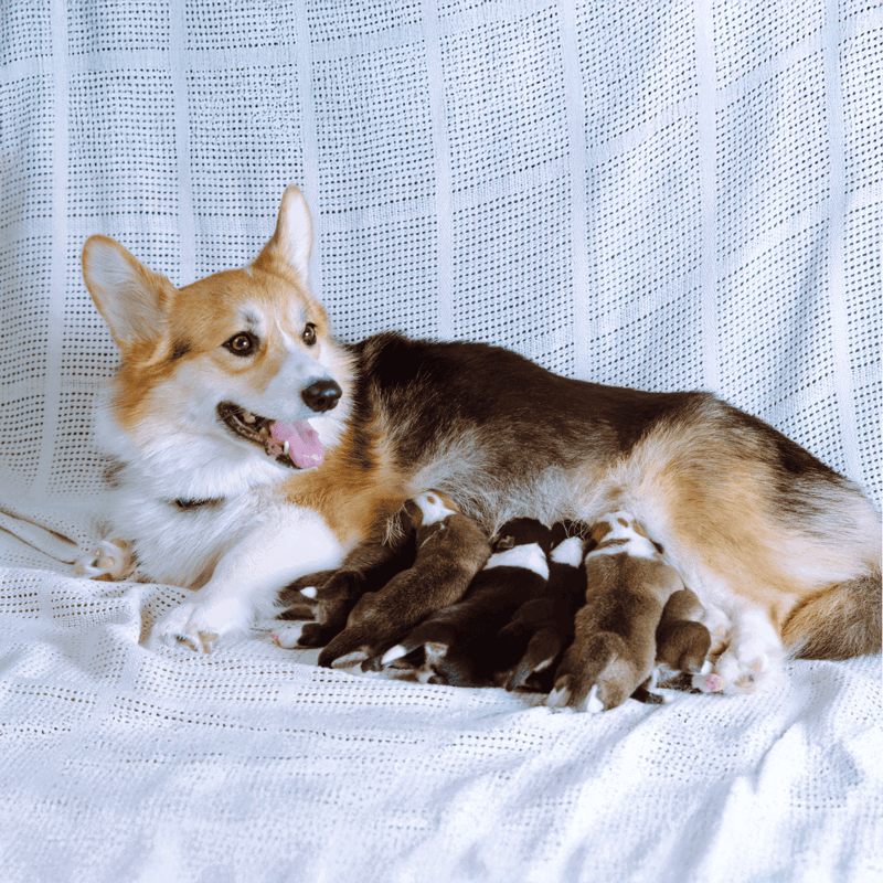 Adorable mother dog nursing her newborn puppies on soft, white blanket.