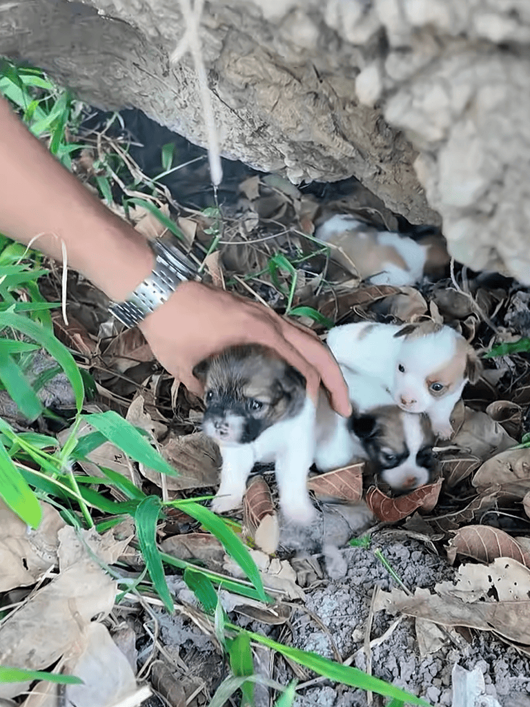 Adorable puppies being rescued from a burrow in a natural outdoor setting, showing care and compassion.