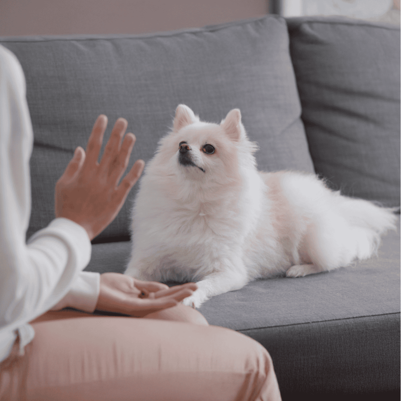Adorable white Pomeraniandog enjoying gentle petting on a gray sofa, perfect for pet care and dog wellness needs.