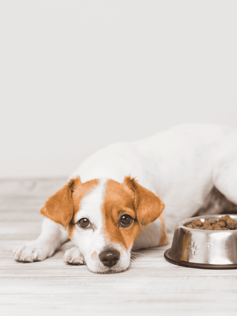 Adorable puppy lying with food bowl and kibble, perfect for dog care and pet nutrition.