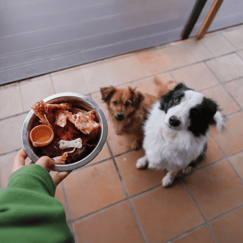 Alt text: Two dogs eagerly waiting for food from a bowl with raw meat and bones, on a tiled porch.
