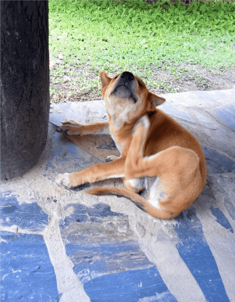 Dog lying on stone patio under tree, cooling off outdoors.