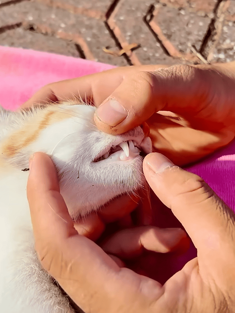 Close-up of a person cleaning a kitten’s teeth to promote dental health in pets.