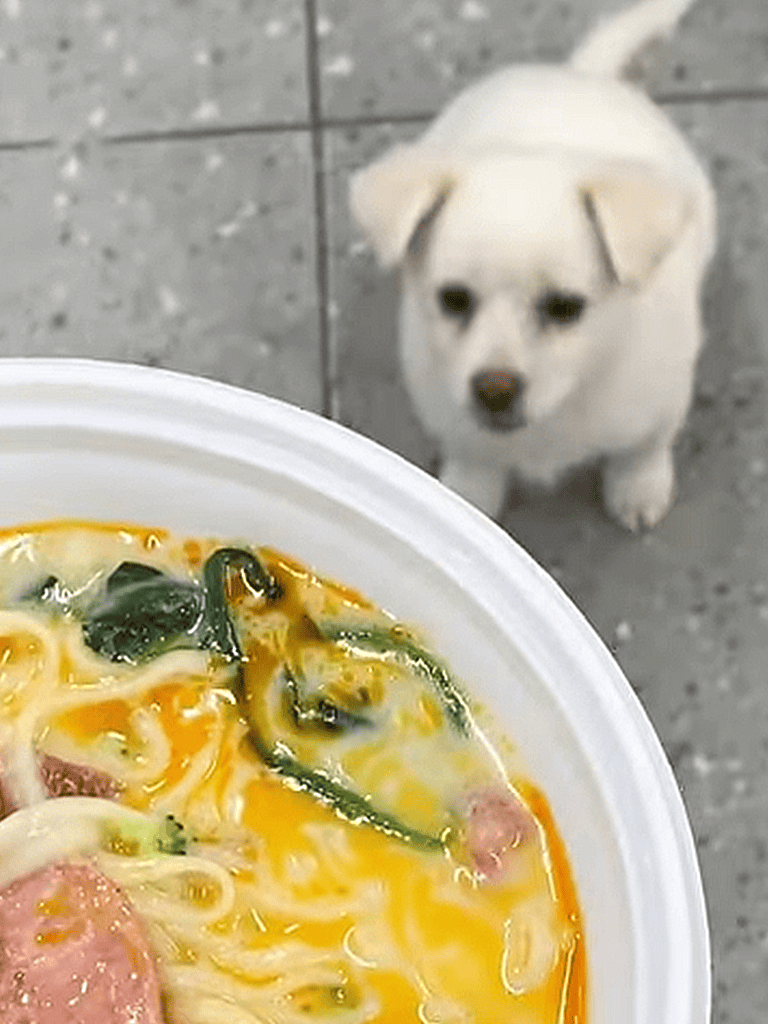 Cute puppy watching food craving.