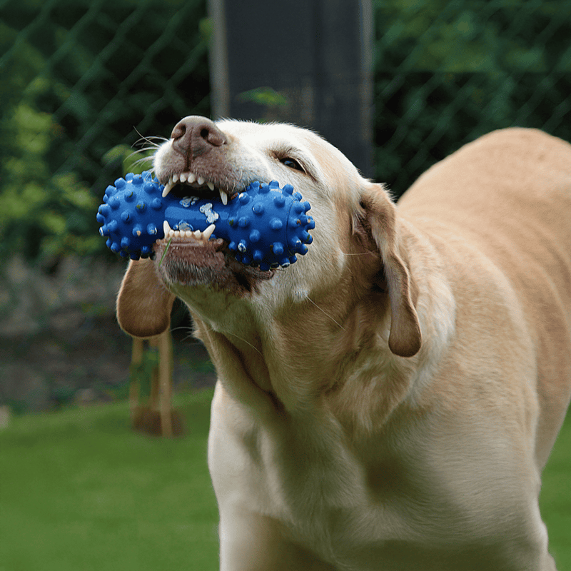 Dog with blue chew toy, playful Labrador retriever enjoying outdoor playtime.