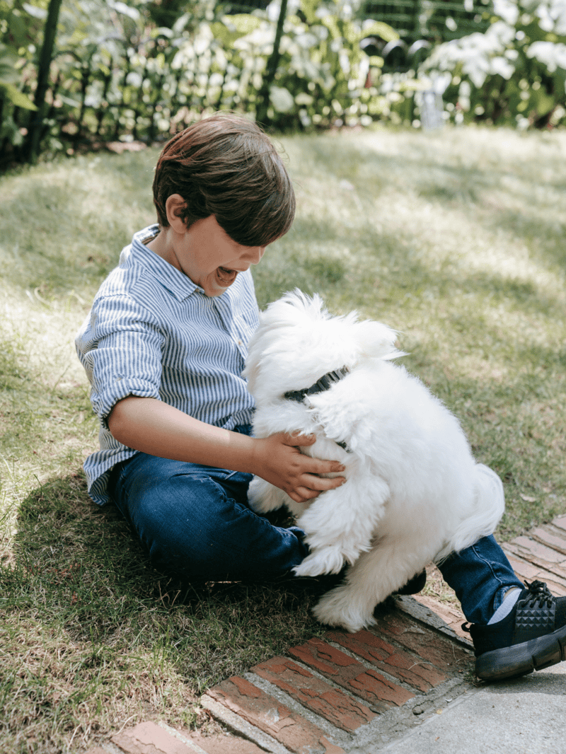 Adorable boy playing with fluffy white dog in garden, cheerful pet bonding moment.