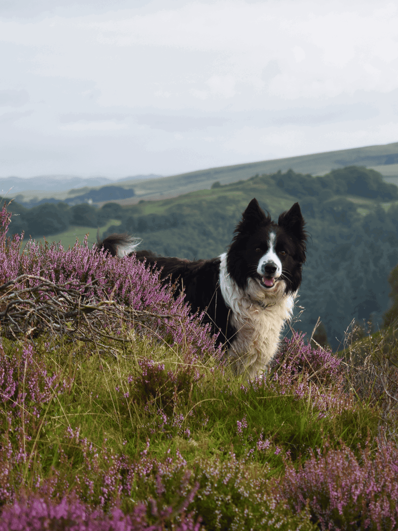 Dog relaxing in a scenic outdoor area surrounded by blooming purple flowers with a mountainous backdrop.