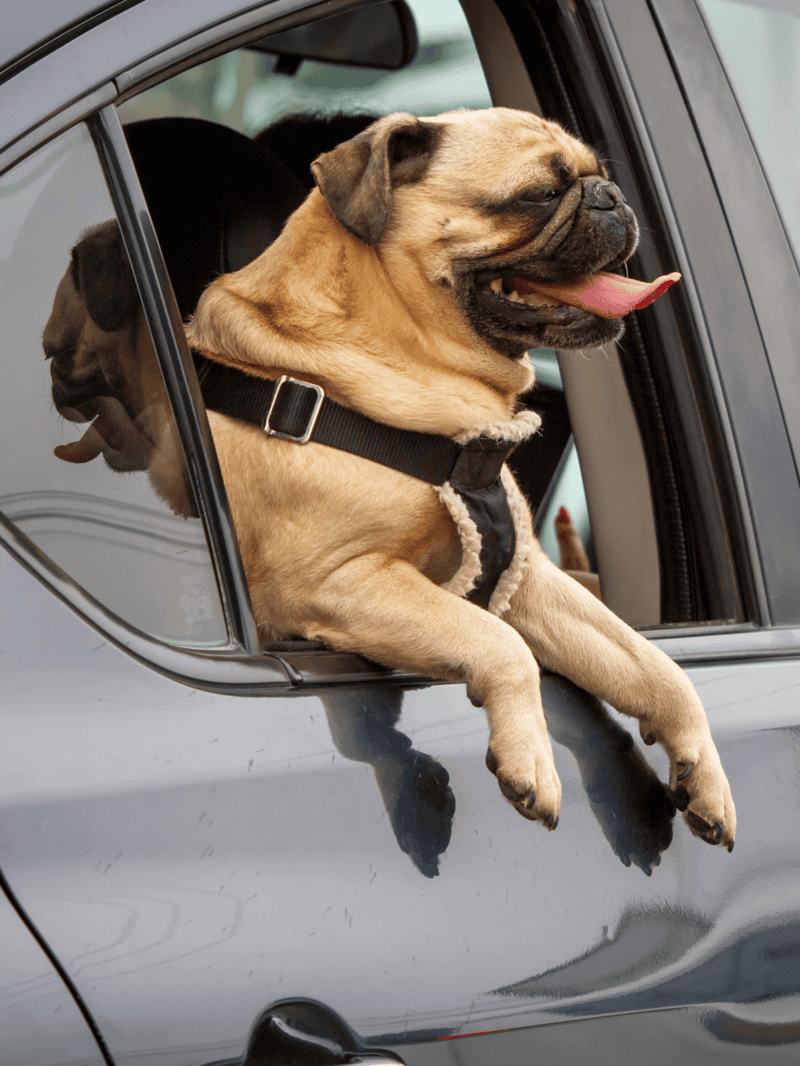 Cute French Bulldog sticking head out of vehicle window, happy and playful dog.