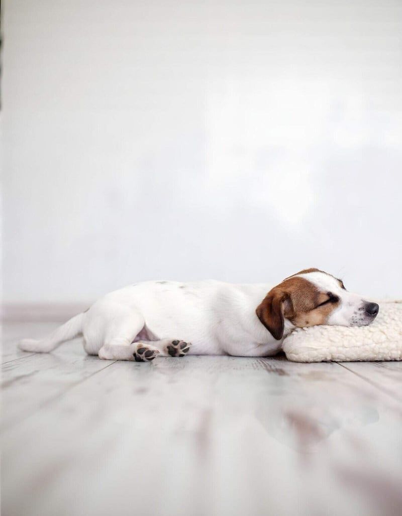 Puppy peacefully resting on plush dog bed for comfort and relaxation.