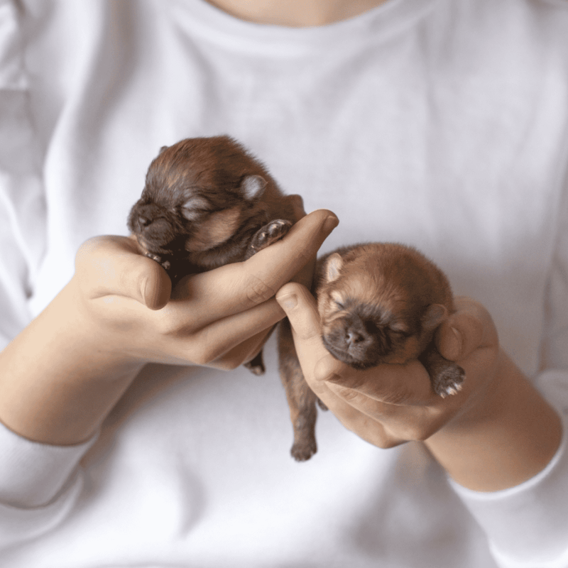 Cute newborn puppies being held gently by person’s hands for comfort and care.