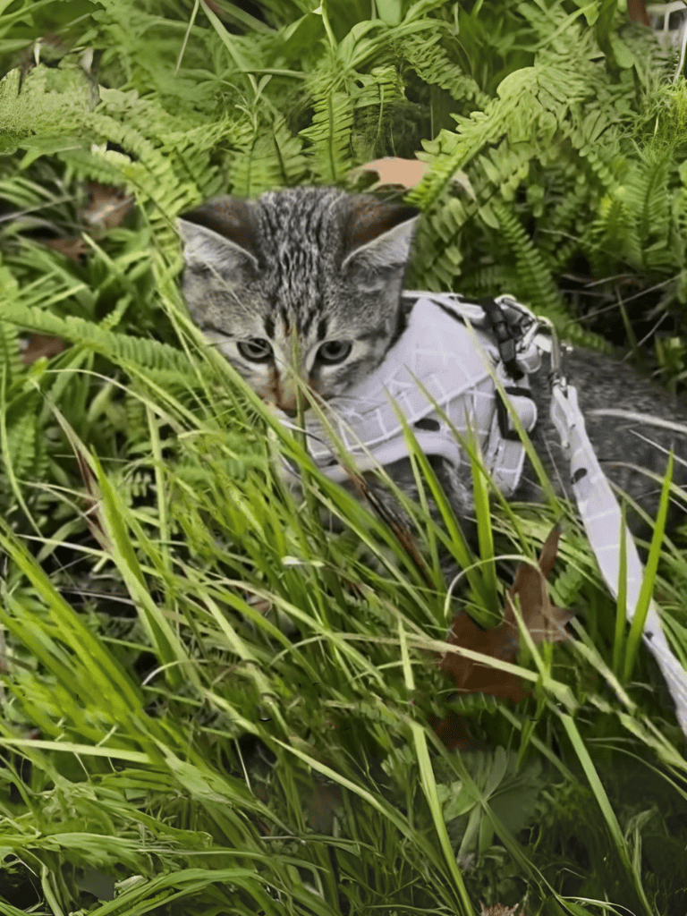 A curious gray tabby cat peeking through lush green jungle foliage, blending with the dense leaves and plants.