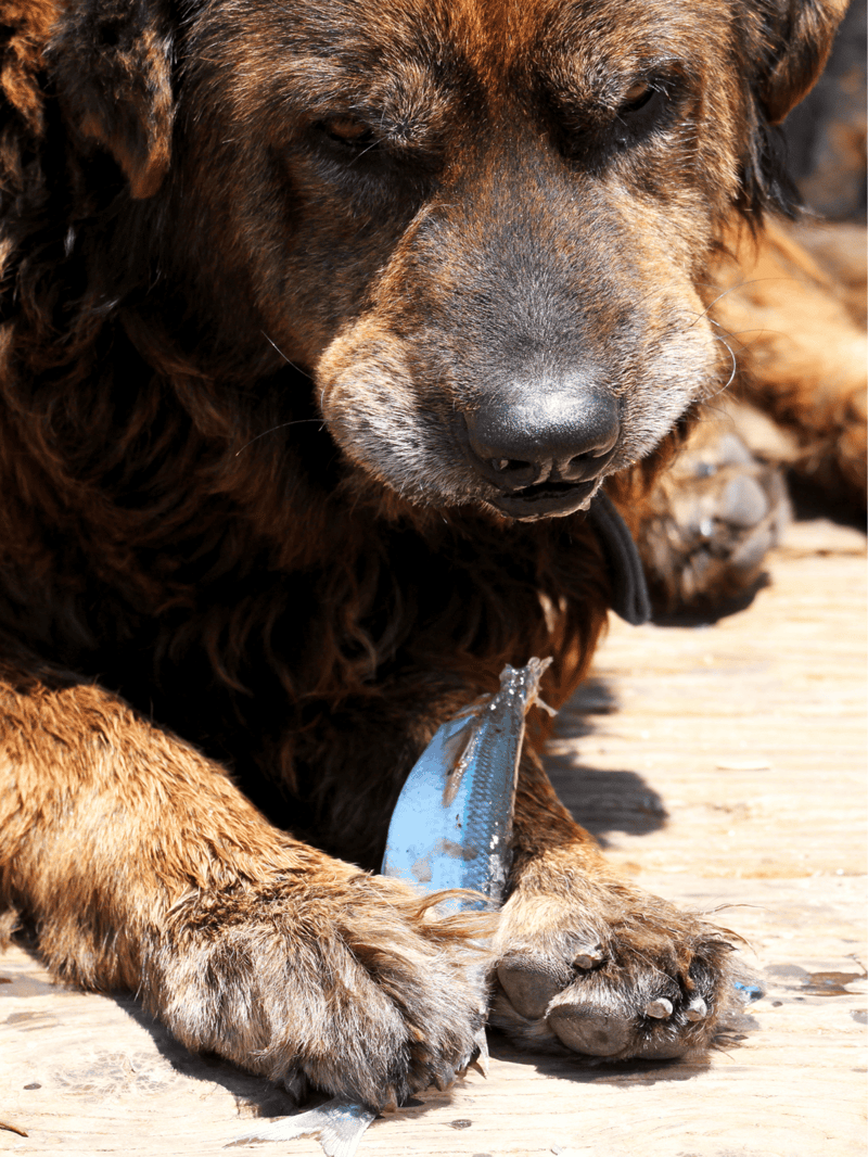 Dog laying on a wooden surface with a fish in its paws, showcasing dog fetch and outdoor activities.