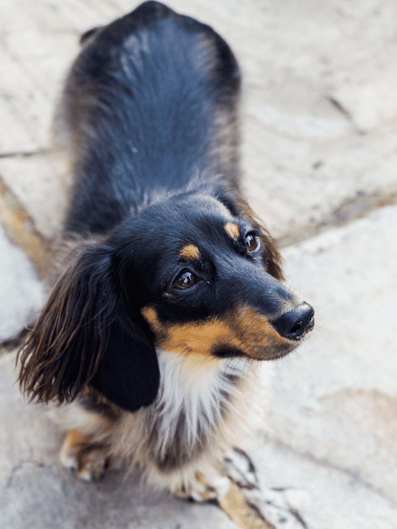 Adorable long-haired dachshund dog looking up, sitting on stone patio, close-up shot.
