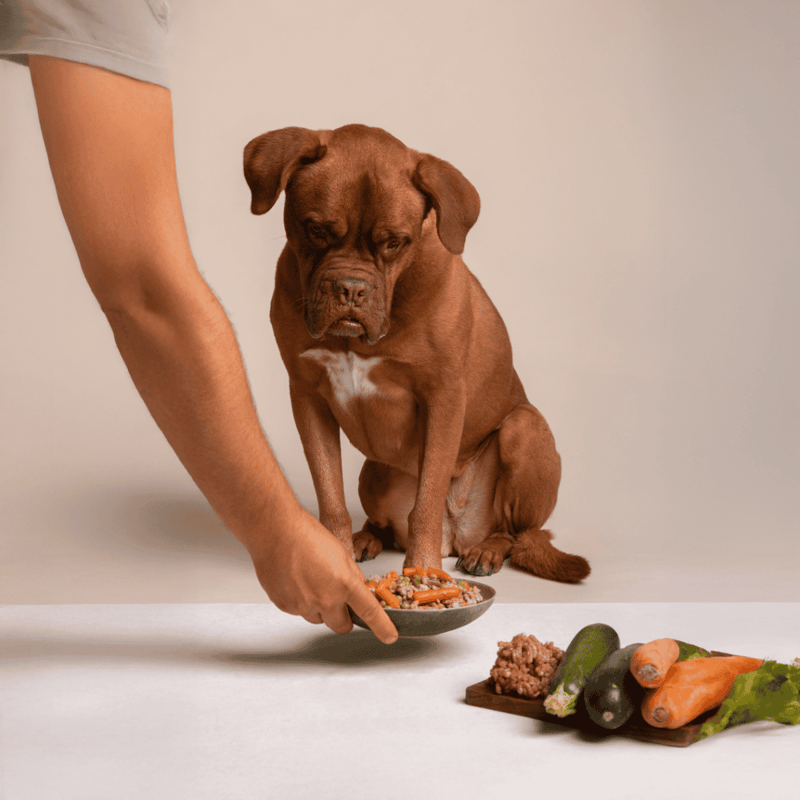 Dog sitting for meal prep with fresh vegetables and ground meat.