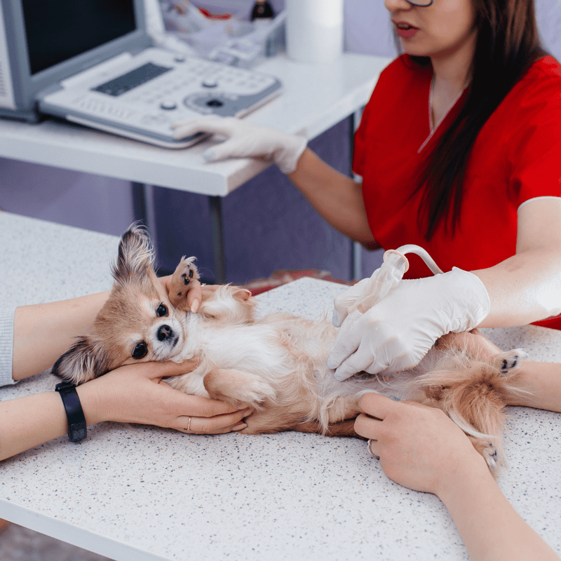 Dog being examined by veterinarian.