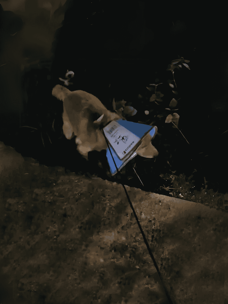 Dog dirty and lying on ground with waste bag and leash.