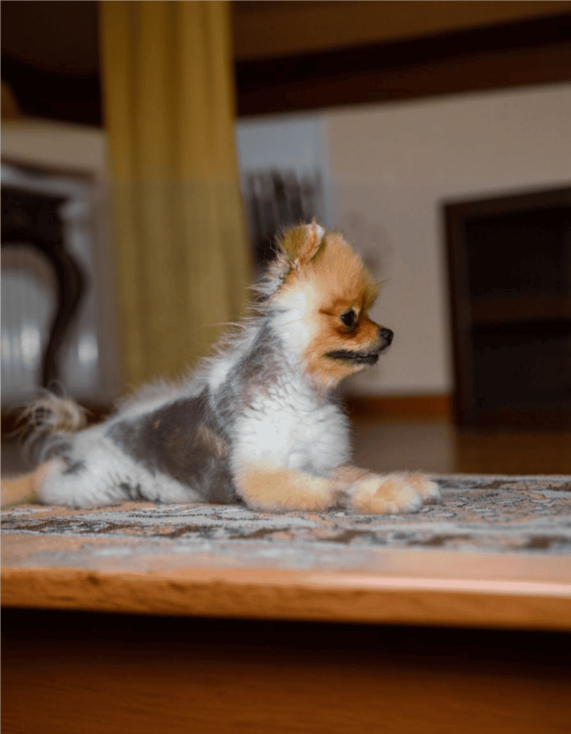 Adorable small Pom puppy lying on carpet indoors. Cute, fluffy, and perfect for pet lovers.