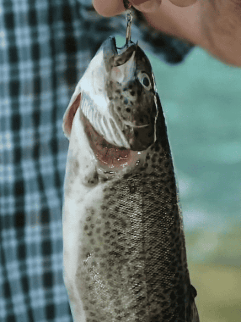 Alt text: Person holding a large, freshly caught fish on a fishing trip outdoors.