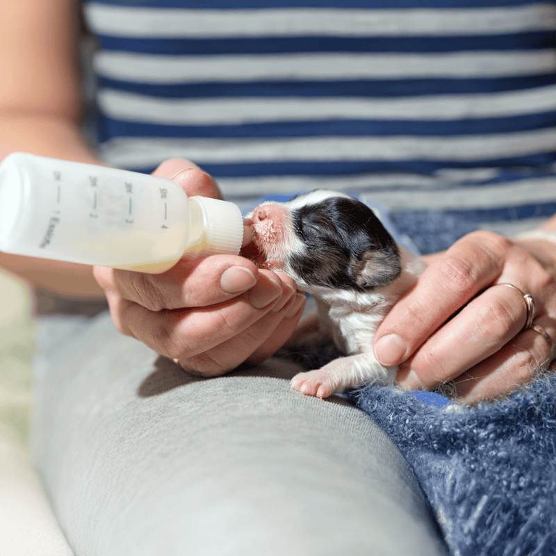 Close-up of a tiny puppy drinking milk from a baby bottle, cuddled in someone's hands for care and nurturing.