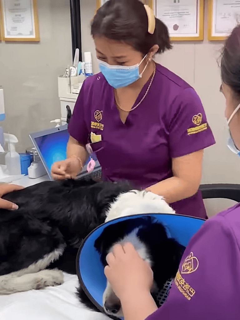 Vet caring for a dog with a cone collar at a veterinary clinic to aid recovery.