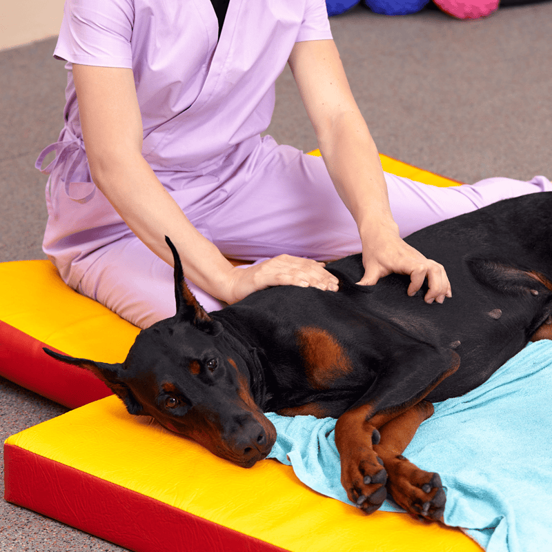 Dog massage for relaxation and health benefits, performed by a professional veterinarian.