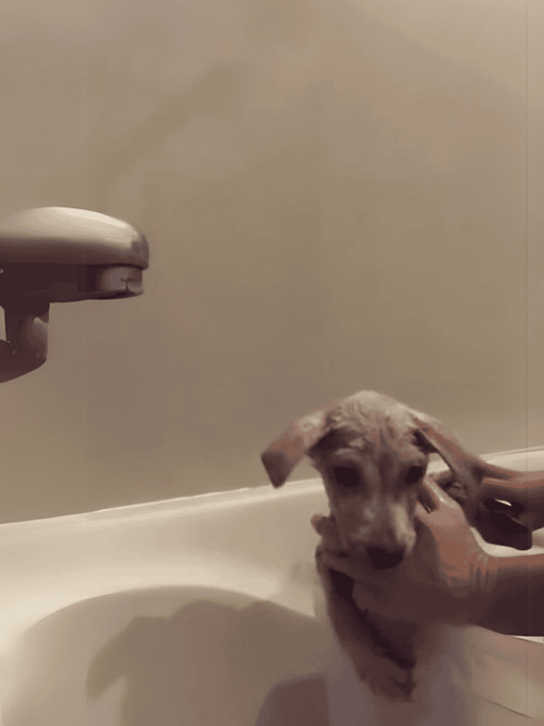 Adorable puppy getting a bath at home, cute and clean.