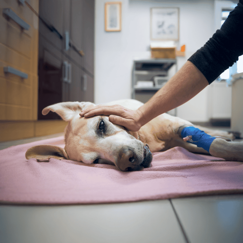Dog receiving medical treatment and comfort from caretaker.