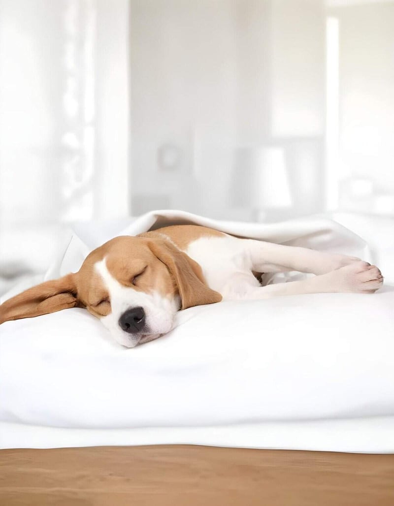 Dog relaxation, peaceful sleep, comfy dog bed, pet care, dog comfort.