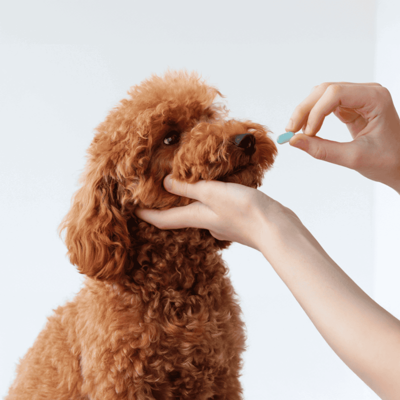 Dog receiving pill from owner.