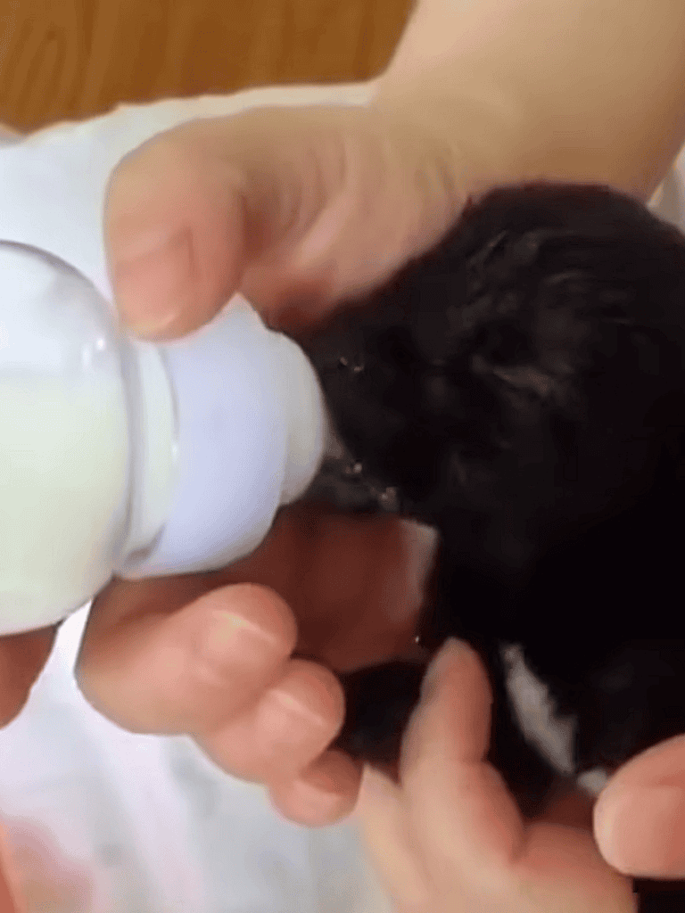 Close-up of a person feeding a tiny puppy with a milk bottle.