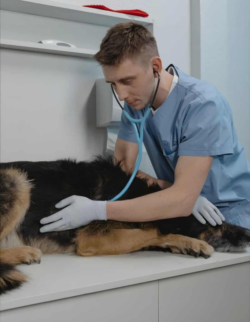 Vet caring for a dog to ensure health and wellness at the animal hospital.