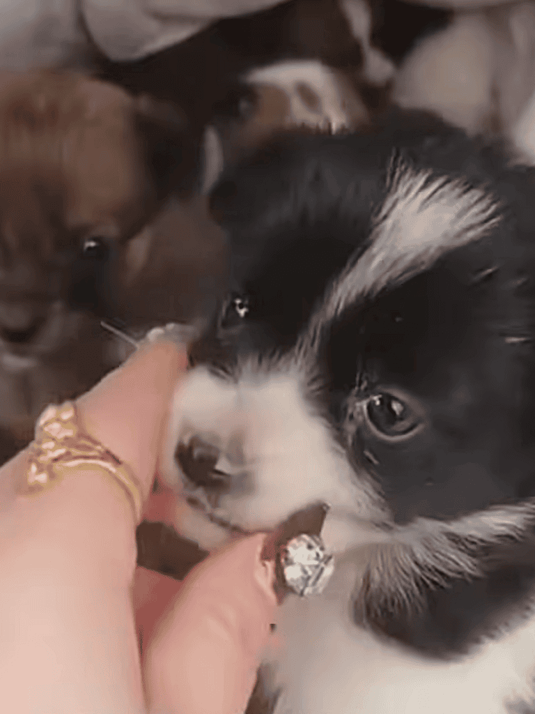 Adorable puppies getting vaccines, ensuring health and protection against diseases.