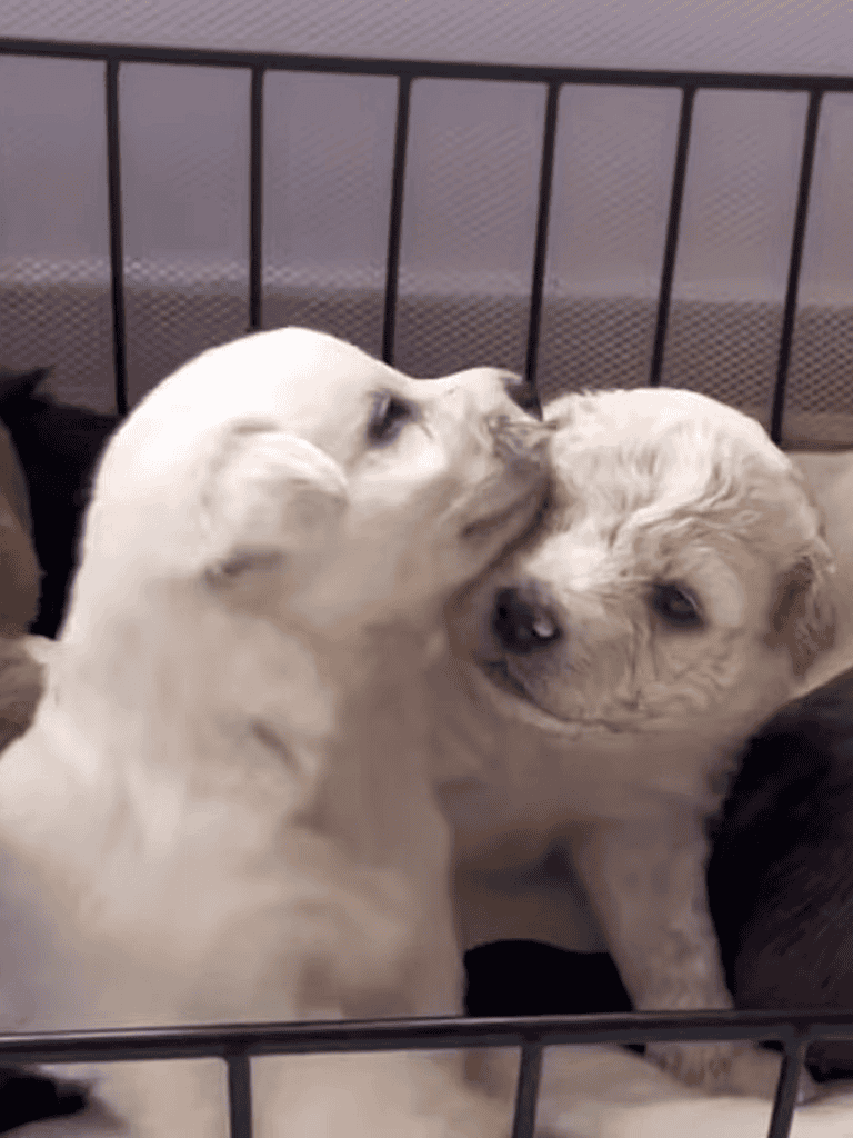 Adorable puppies cuddling, dog crate, puppy care, dog love, pet safety, animal bonding.