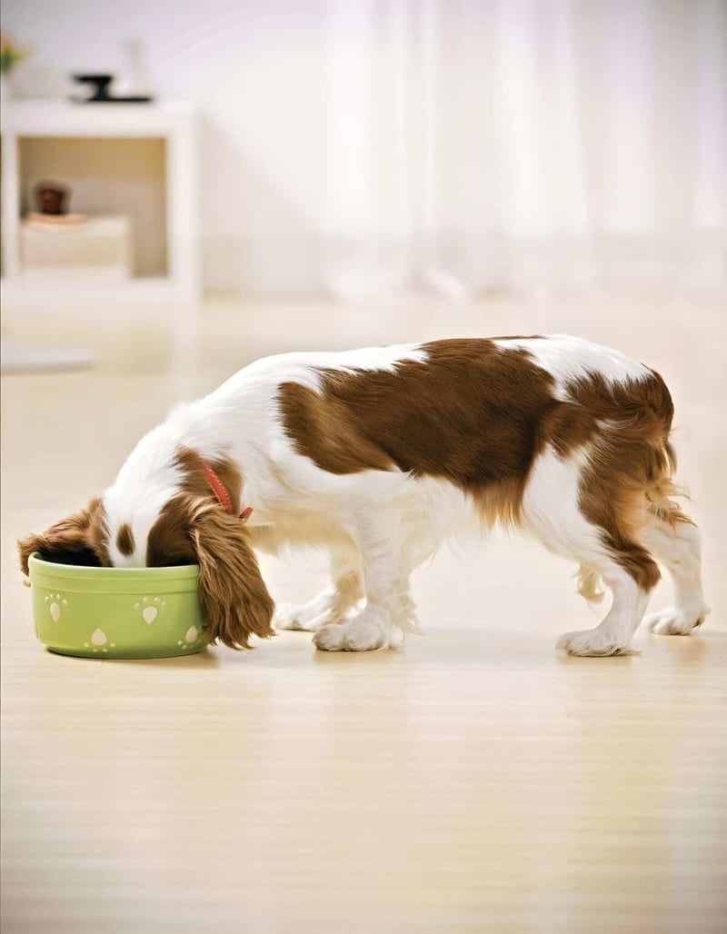 Dog eating from a green bowl, indoor setting with minimal decor, healthy and happy pet.