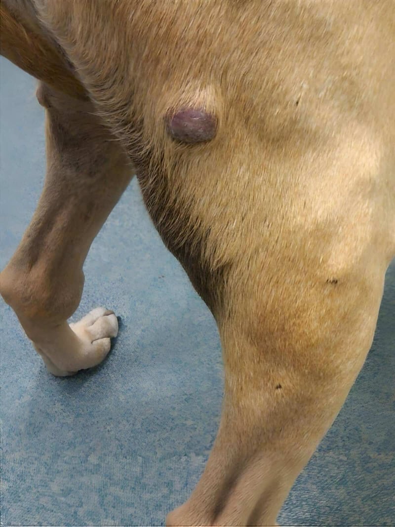 Dog showing potential health concern with lump on side, requiring veterinary attention.