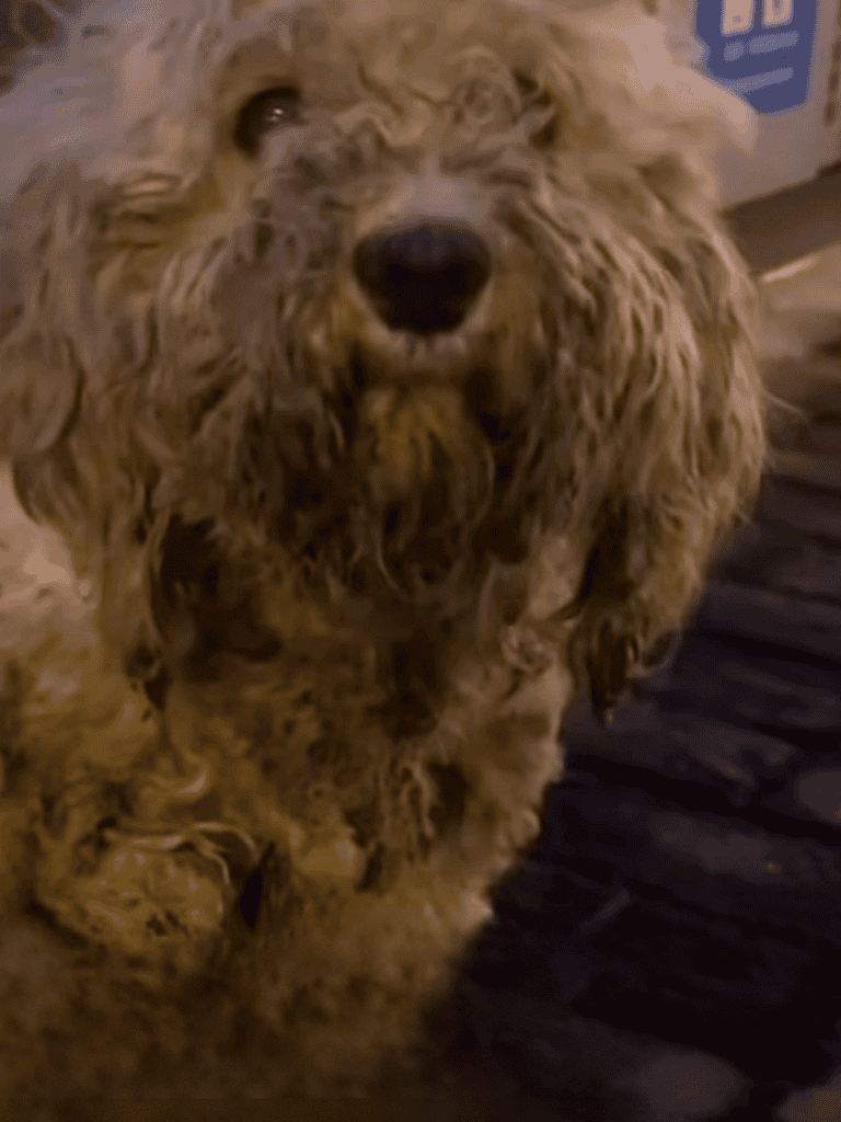 Cheerful, well-groomed dog at a pet grooming salon, highlighting professional dog care services.