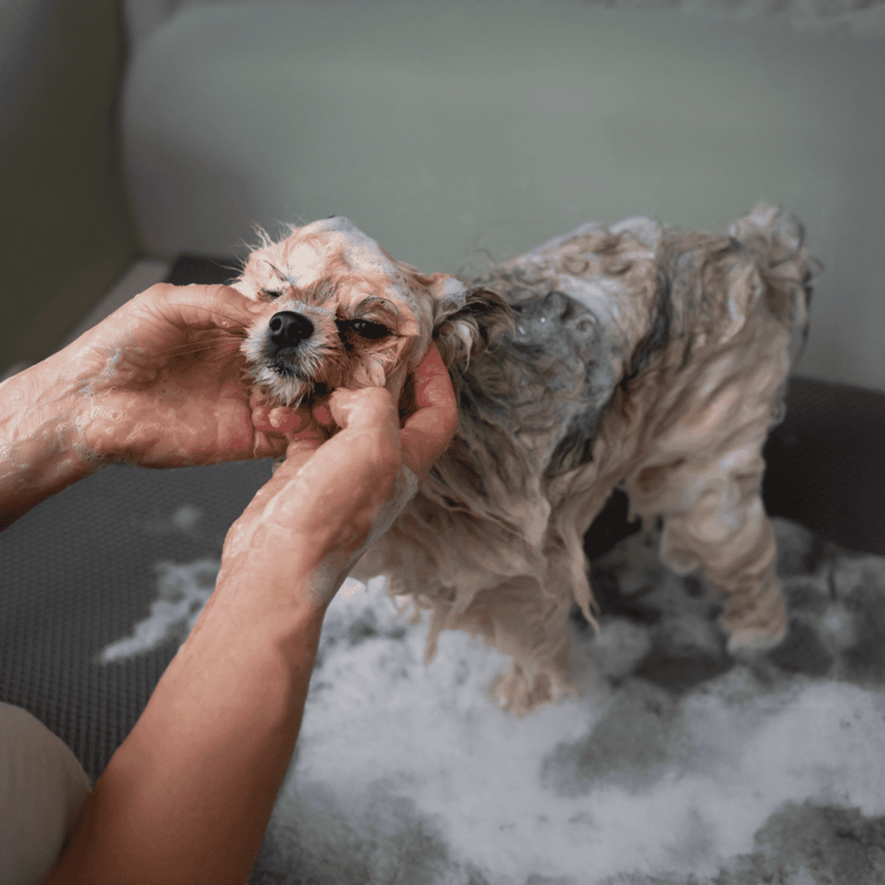 Small dog being bathed and groomed at pet grooming salon.