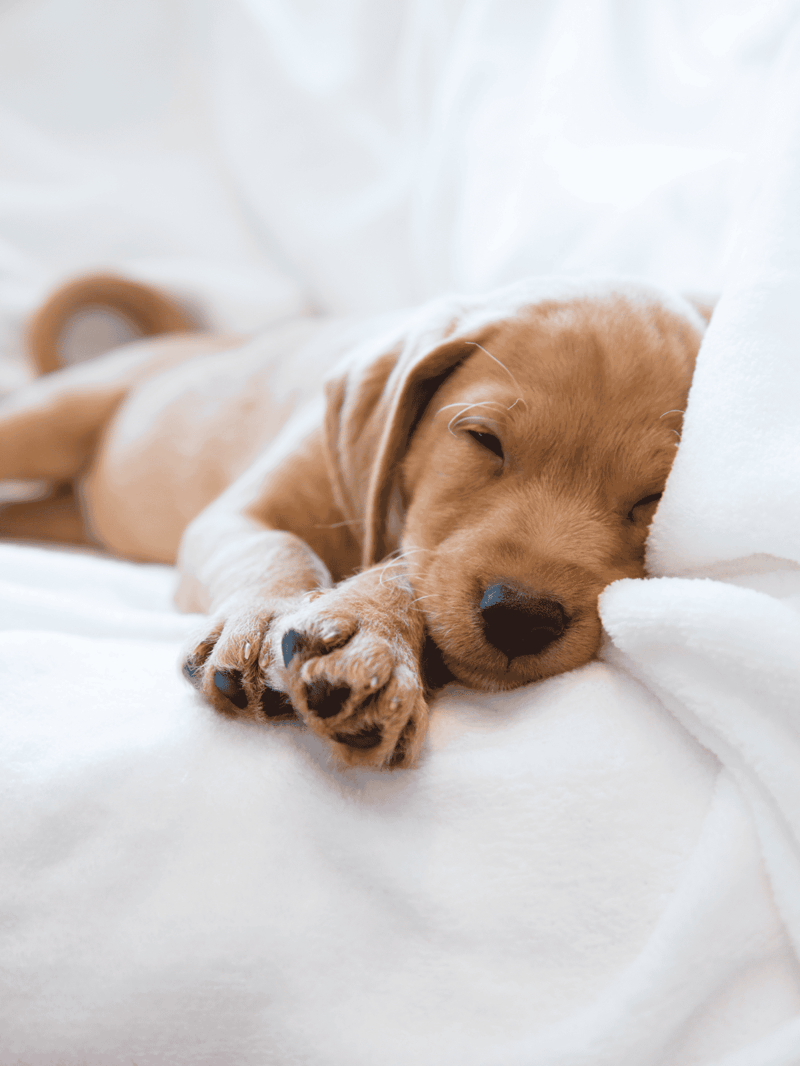 Adorable golden retriever puppy peacefully resting on soft white blanket.
