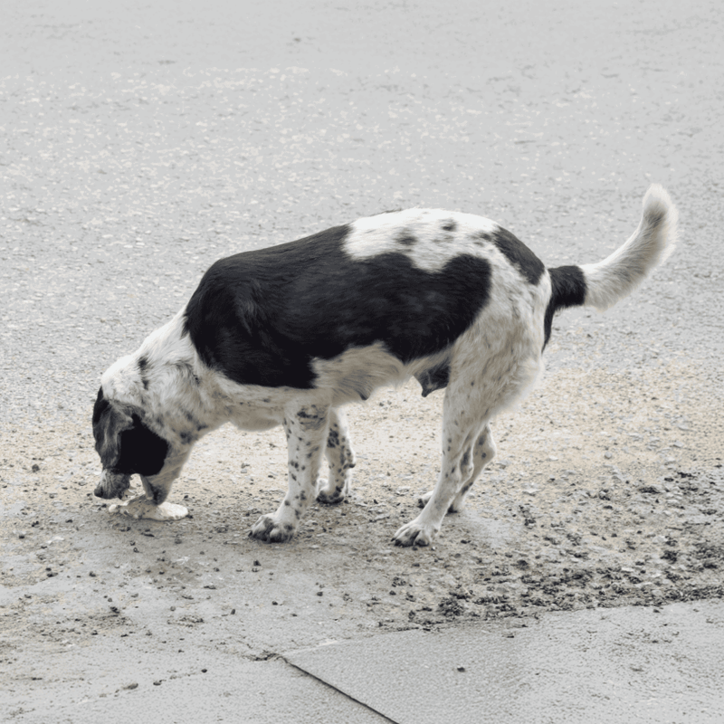 Dog on a street surface, black and white fur, exploring outdoors.