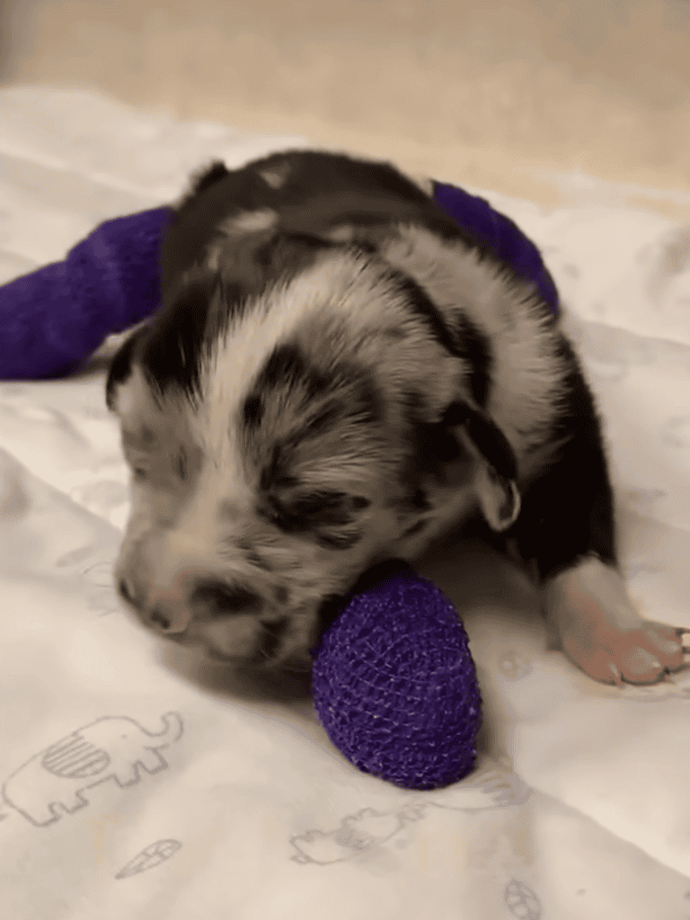 Adorable newborn puppy sleeping on blanket with purple textured chew toy.