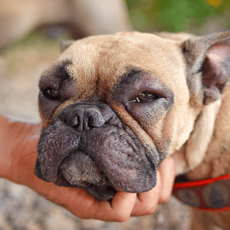 Close-up of a relaxed French Bulldog's face, highlighting pet comfort and care.