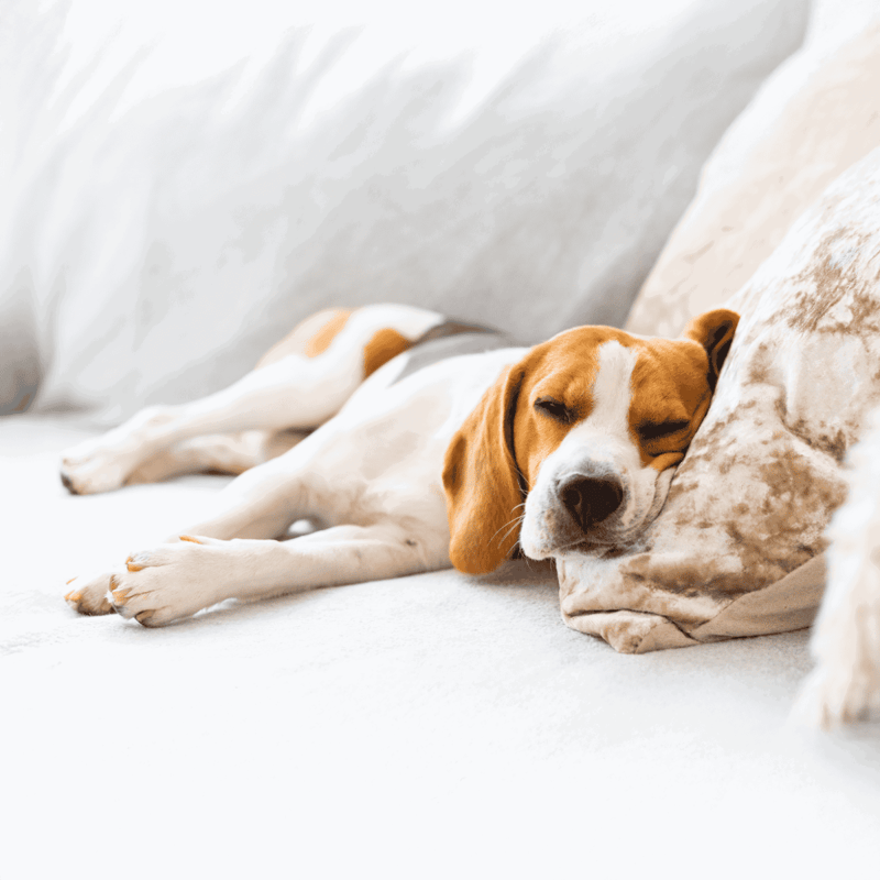 Dog sleeping peacefully on a cozy sofa, emphasizing pet comfort and relaxation.