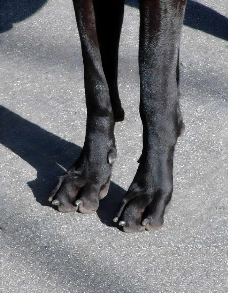 Close-up of a dog's paws on textured pavement surface.