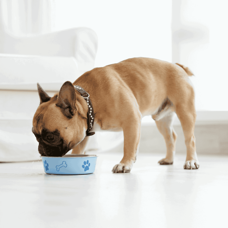 Alt text: French Bulldog eating from a blue bowl with paw print and bone design, on a white floor in a bright room.