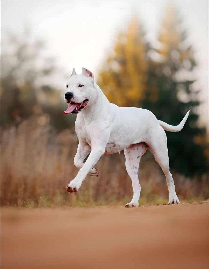 Happy Bull Terrier dog playing joyfully in a natural setting.