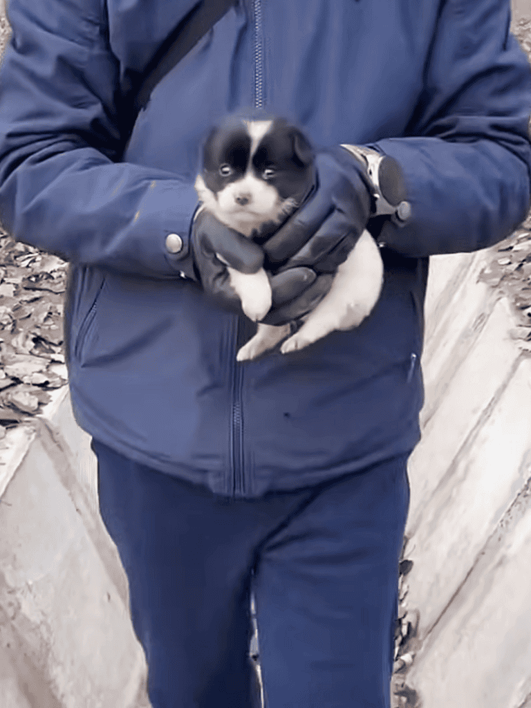 Adorable black and white puppy, held gently by a person outdoors.