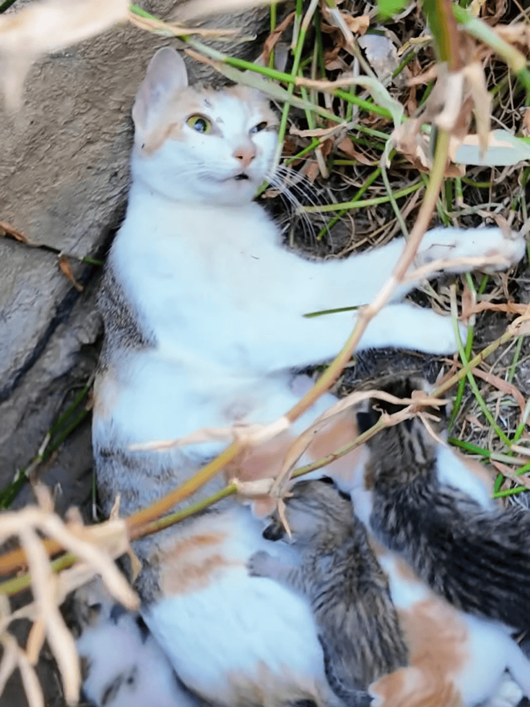 Adorable cat with kittens in outdoor setting, exploring natural surroundings.