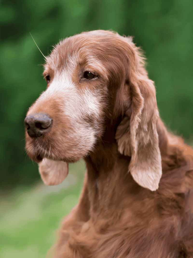 Close-up of an adorable Irish Setter dog with soulful eyes and silky, reddish coat.