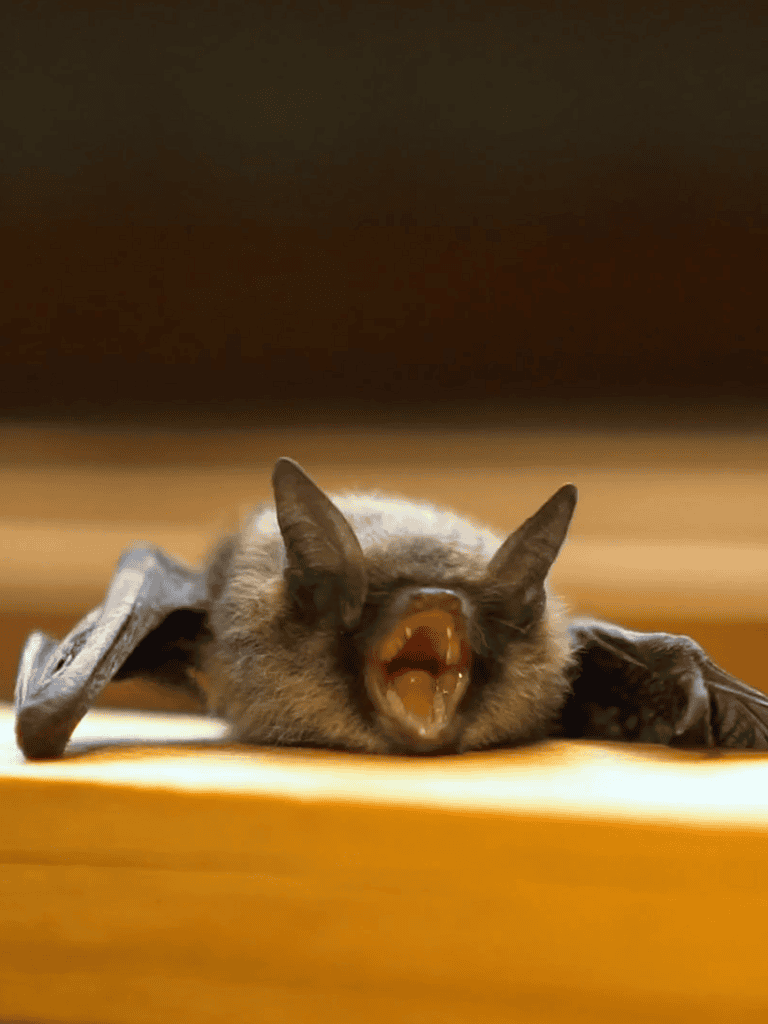 Cute yawning cat relaxing at home, perfect for pet care and animal lovers.